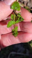 Chrysosplenium americanum