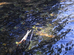 Potamogeton linguatus