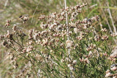 Baccharis stenophylla