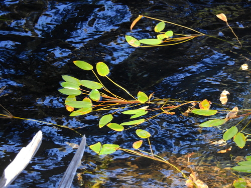 Native Pondweed (Potamogeton linguatus)