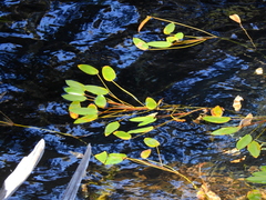 Potamogeton linguatus