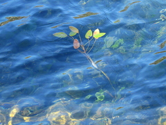 Potamogeton linguatus