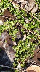Chrysosplenium americanum
