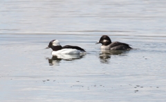 Bucephala albeola