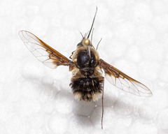 Bombylius varius
