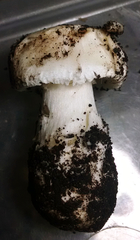 Leucoagaricus amanitoides