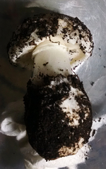 Leucoagaricus amanitoides