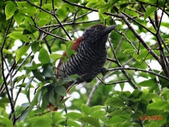 Thamnophilus palliatus