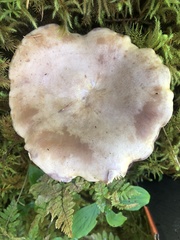 Lactarius cordovaensis