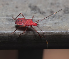 Paradasynus longirostris