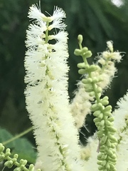 Mariosousa coulteri