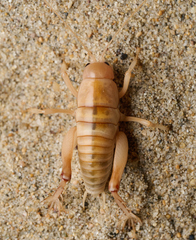 Rhachocnemis validus