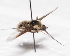 Bombylius varius