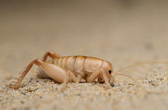 Rhachocnemis validus