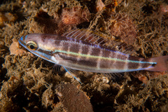 Pentapodus paradiseus