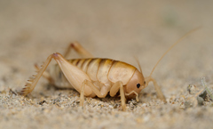 Rhachocnemis validus