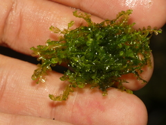 Jungermannia pumila