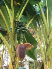 Musa basjoo
