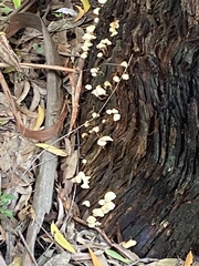 Panellus luxfilamentus