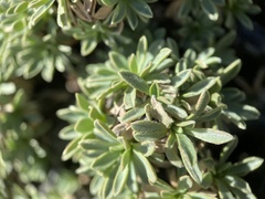 Petrophytum caespitosum