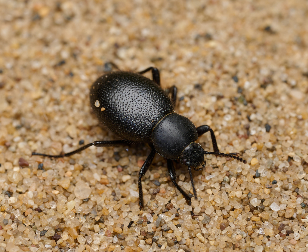 Eleodes clavicornis