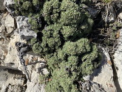 Petrophytum caespitosum