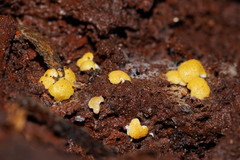 Trichoderma victoriense