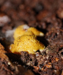 Trichoderma victoriense