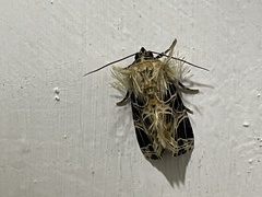 Callopistria dapsilis