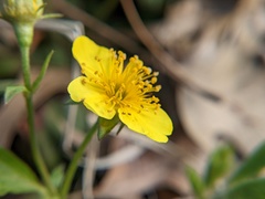 Waldsteinia