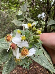 Alloispermum