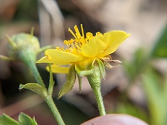 Waldsteinia