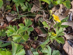 Waldsteinia
