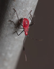 Paradasynus longirostris