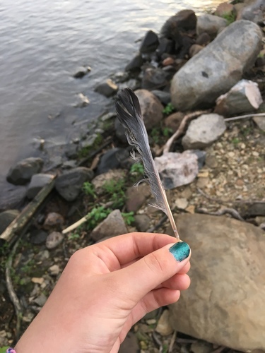 Feral Pigeon photographed in Illinois