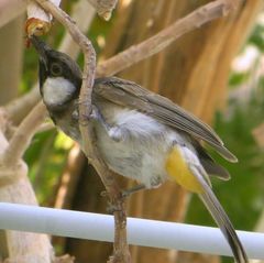 Pycnonotus leucotis