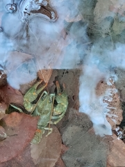 Austropotamobius torrentium