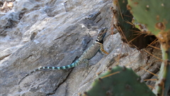 Sceloporus ornatus
