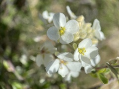 Dimorphocarpa wislizeni