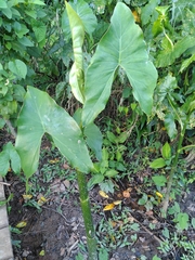 Montrichardia arborescens