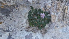 Erodium corsicum