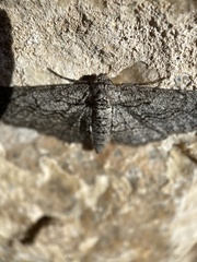 Stenoporpia