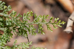 Hymenophyllum australe