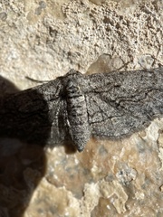 Stenoporpia