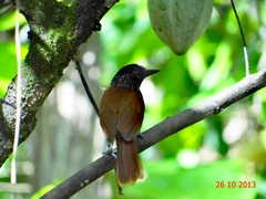 Thamnophilus palliatus