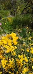 Coronilla valentina glauca