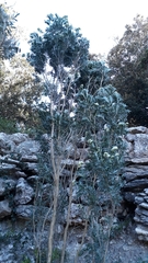 Anthyllis barba-jovis