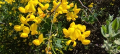 Coronilla valentina glauca