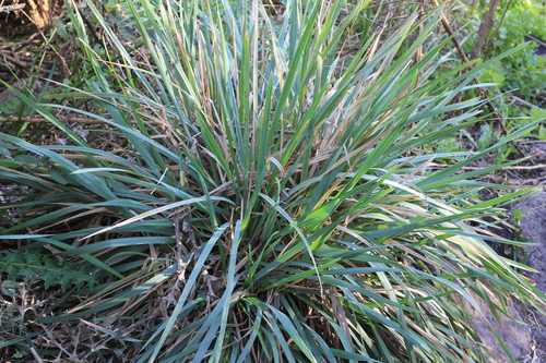 Poa iridifolia