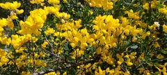 Coronilla valentina glauca